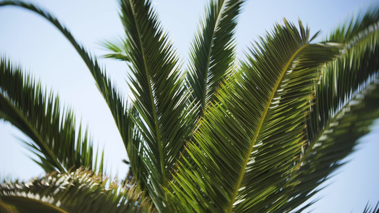 Vivid palm tree leaves stretch against a bright blue sky, radiating tropical vibes and natural beauty. Ideal for representing summertime, travel themes, relaxation, and the tranquility of nature.