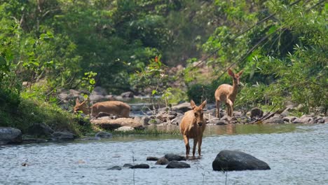 タイのシカ、パノリア エルディー、夏の風の強い日に岩の多い川を進む 3 頭の個体、右側の 1 頭はつまずきそうになる、タイのファイカーケーン野生生物保護区