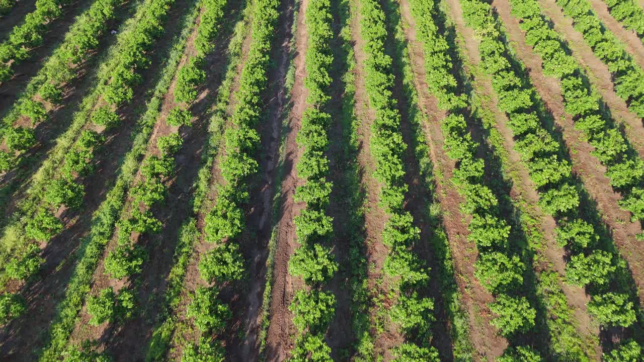 Aerial top view of rows of trees planted in agricultural landscape. Monoculture. Argentina. 4k.