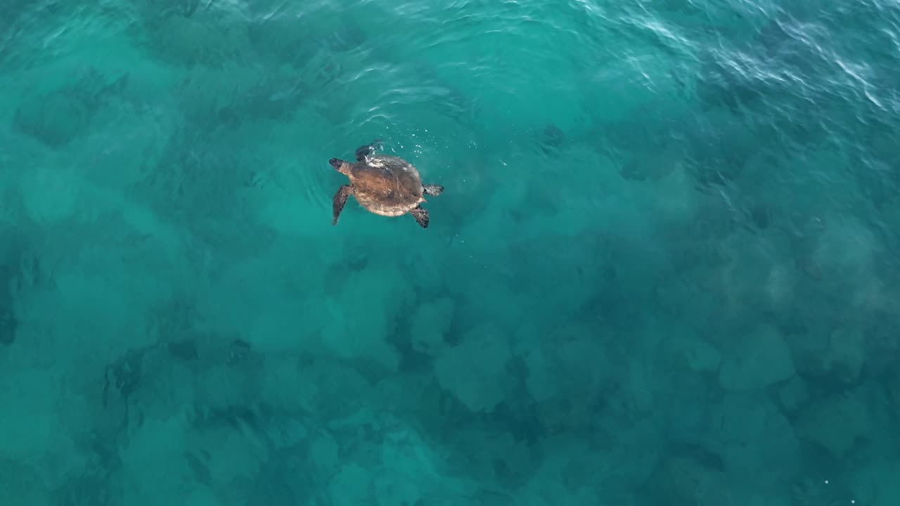 4K CGI aerial footage of a sea turtle swimming in Hawaii—ideal for marine life visuals, ocean conservation content, and underwater wildlife documentaries.