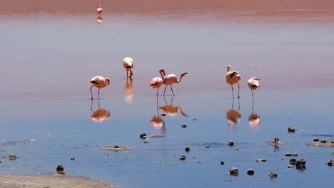 andean flamingos habitat in laguna colorada red lake in bolivian salt flat water natural reservoir, south american bird wildlife