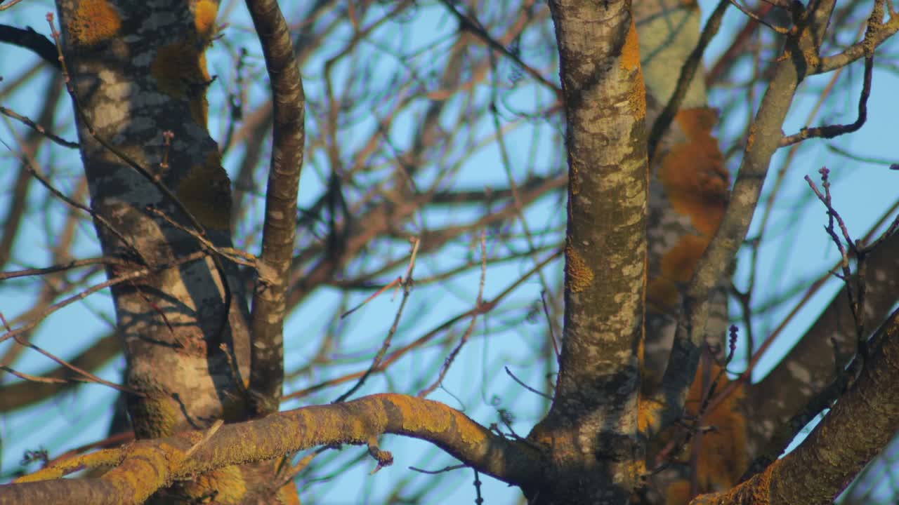 Black and White Bird Perched on a Tree Branch