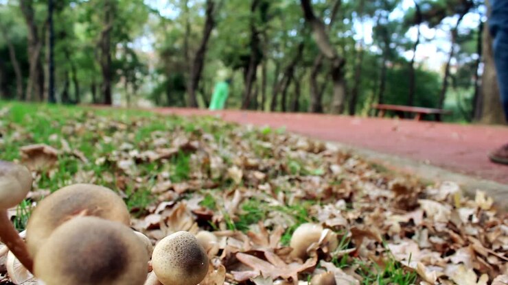 Walking Autumn Forest Lonely Man