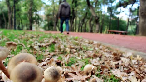 Caminando-Bosque-De-Otoño-Hombre-Solitario