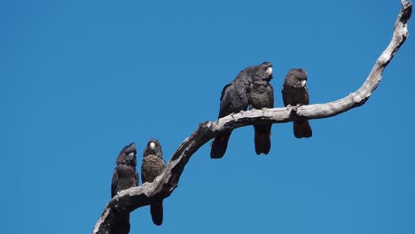 Dos-Parejas-De-Cacatúas-Negras-De-Cola-Roja-Del-Bosque,-Una-Con-Crías