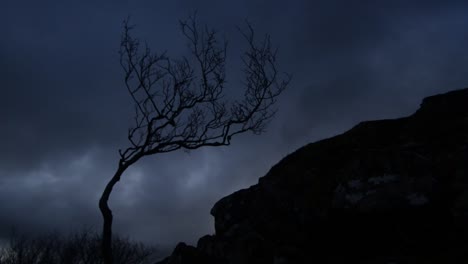 árbol-Sin-Hojas-Moviéndose-Con-El-Viento