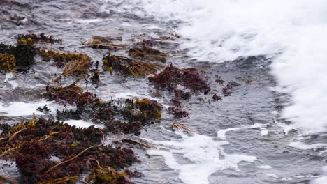 dynamic ocean waves crash over seaweed-covered rocks at port campbell, australia, creating a turbulent and energetic seascape