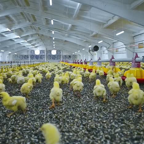 Panoramic view of chicken farm indoors. Cute yellow chicks eating and growing on a modern poultry factory. Chicks breeding