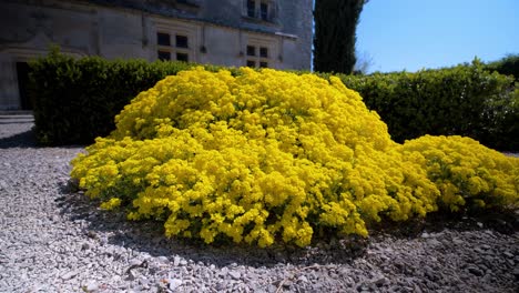 slow revealing shot of a large collection of alyssum flowers in full bloom