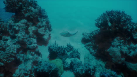 a fish swimming through a coral reef