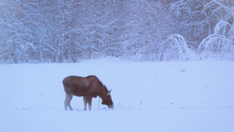 arctic moose grazing in the snow covered grass