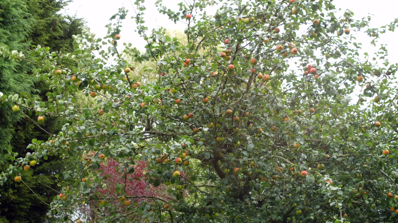 Branches of apples blowing in the wind on an apple tree