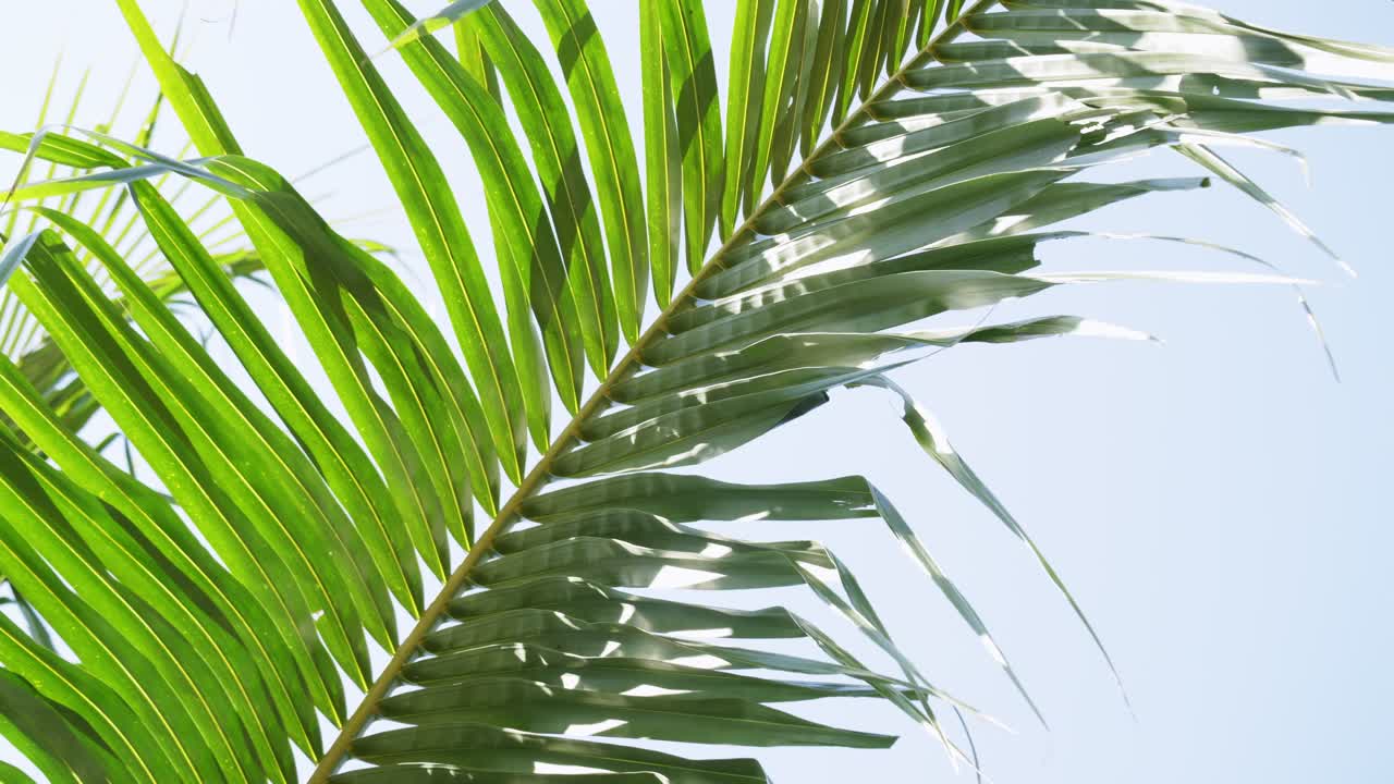 Explore the beauty of palm leaves swaying gracefully in a tropical setting.