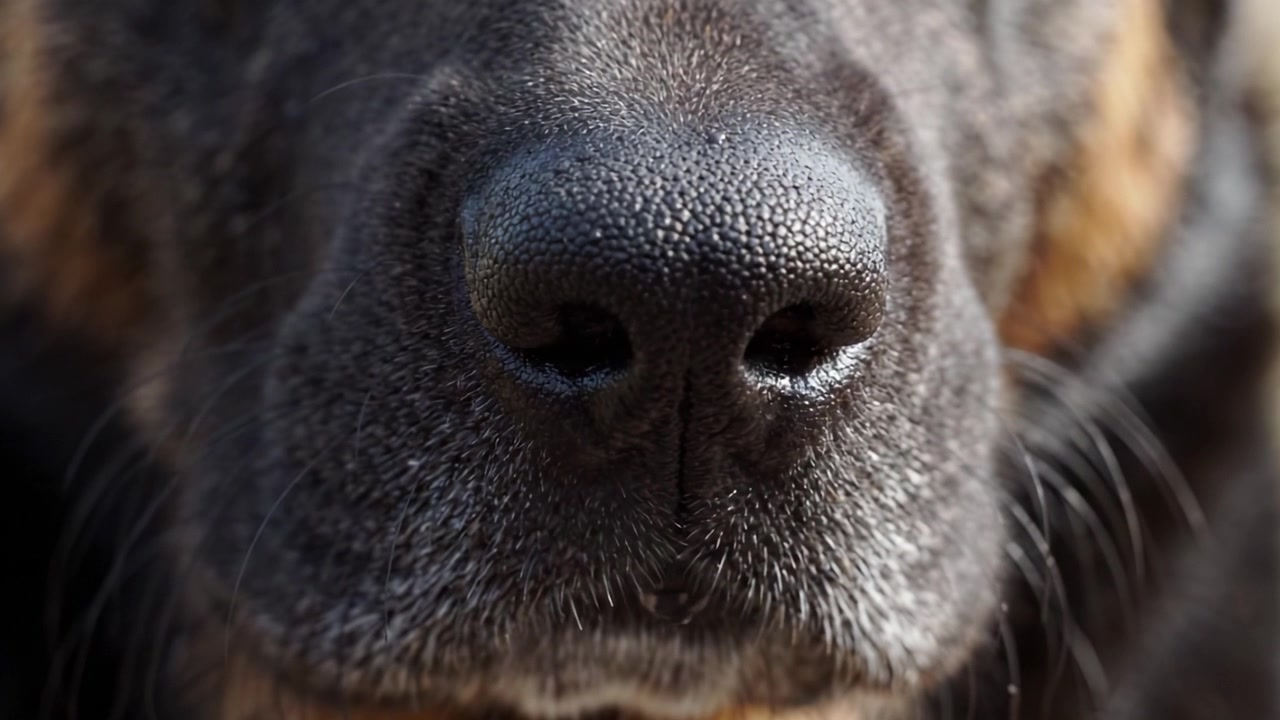 Gros plan sur le visage d'un chien, mettant en évidence son nez unique et ses traits expressifs lors d'un moment joueur