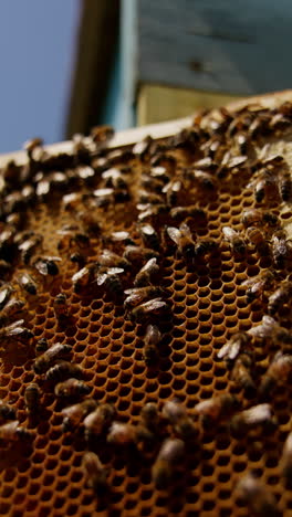 hardworking busy bees crawling over the wax combs. honey insects sealing the harvest in cells. close up. low angle view. vertical video