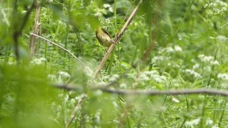 Primer-Plano-De-Un-Pequeño-Pájaro-De-Garganta-Amarilla-Común-Que-Se-Agita-En-La-Rama-De-Un-árbol