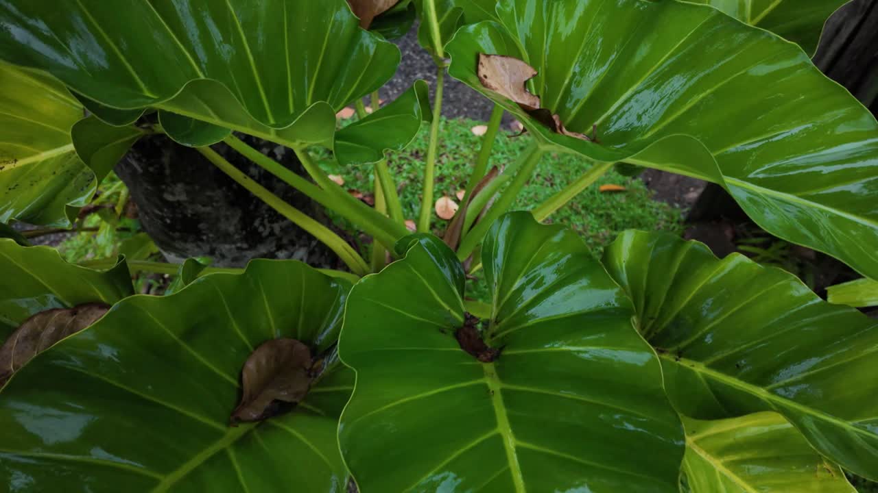 Green plant leaves Philodendron shiny leaf humid tropical forest nature garden