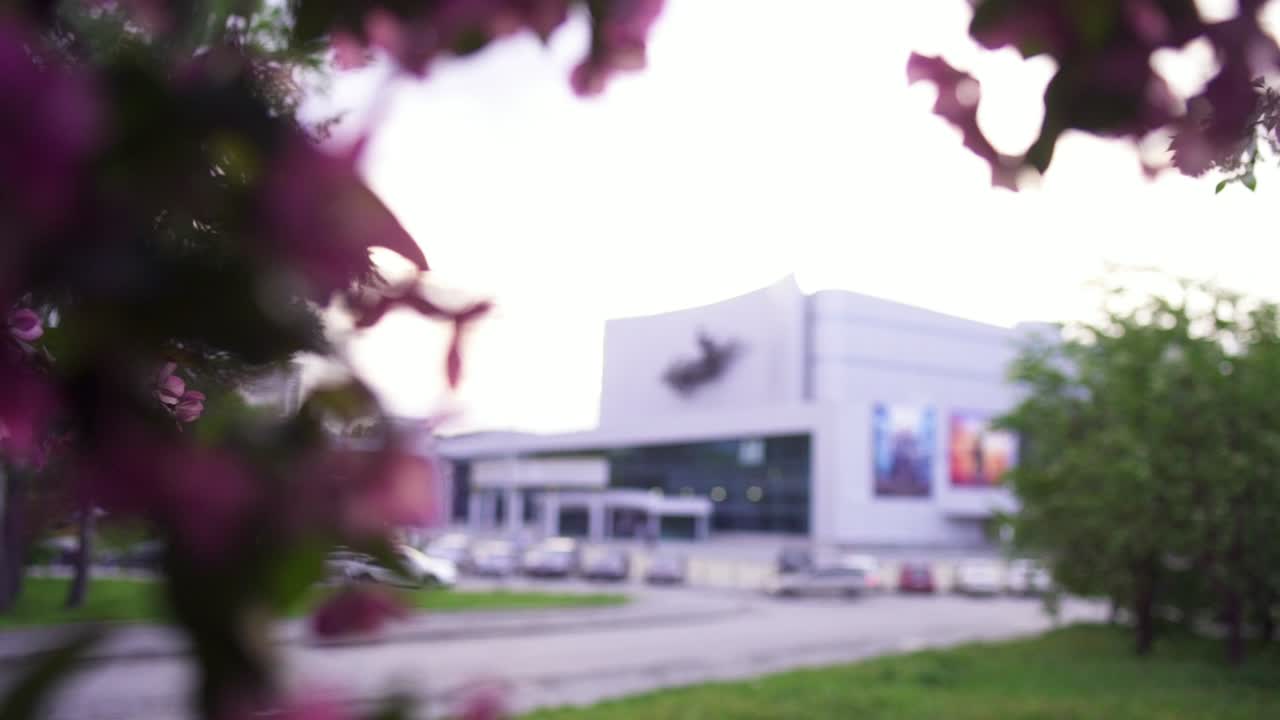 flores rosas frente a un edificio