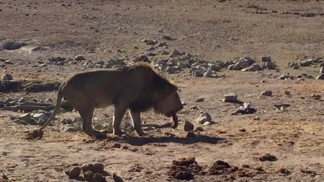 Large-male-African-Lion-vomits-and-then-looks-around,-Madikwe-desert