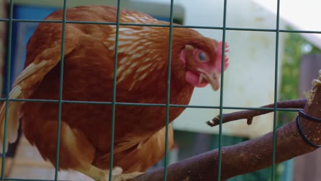 hen in chicken coop