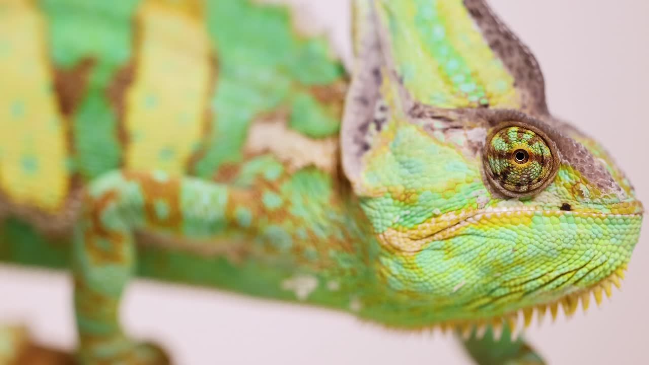 A veiled chameleon moves along a branch, showcasing vibrant colors and intricate patterns under bright lighting