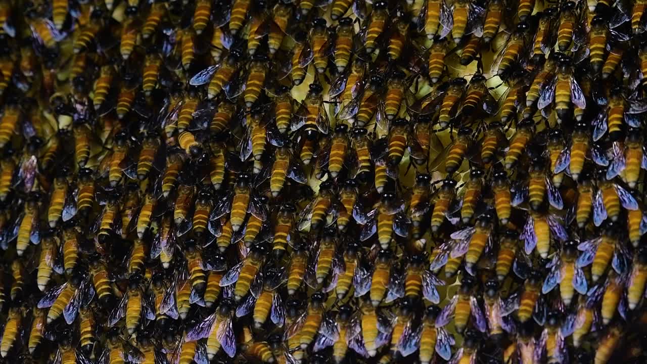 se sabe que las abejas melíferas gigantes construyen grandes colonias de nidos con bolsillos simétricos hechos de cera para almacenar miel como fuente de alimento.