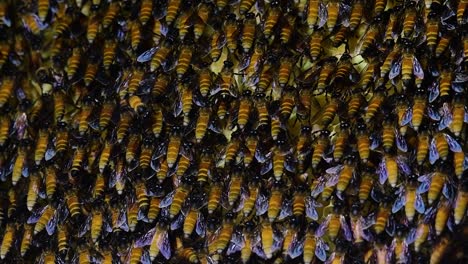 Se-Sabe-Que-Las-Abejas-Melíferas-Gigantes-Construyen-Grandes-Colonias-De-Nidos-Con-Bolsillos-Simétricos-Hechos-De-Cera-Para-Almacenar-Miel-Como-Fuente-De-Alimento.