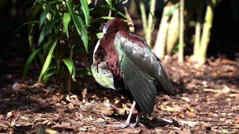 Glossy-ibis,-plegadis-falcinellus-standing-still-in-sunbathing-posture,-spread-out-its-wings-to-dry-the-feathers-under-the-sun-or-cool-down-the-body-heat,-close-up-shot