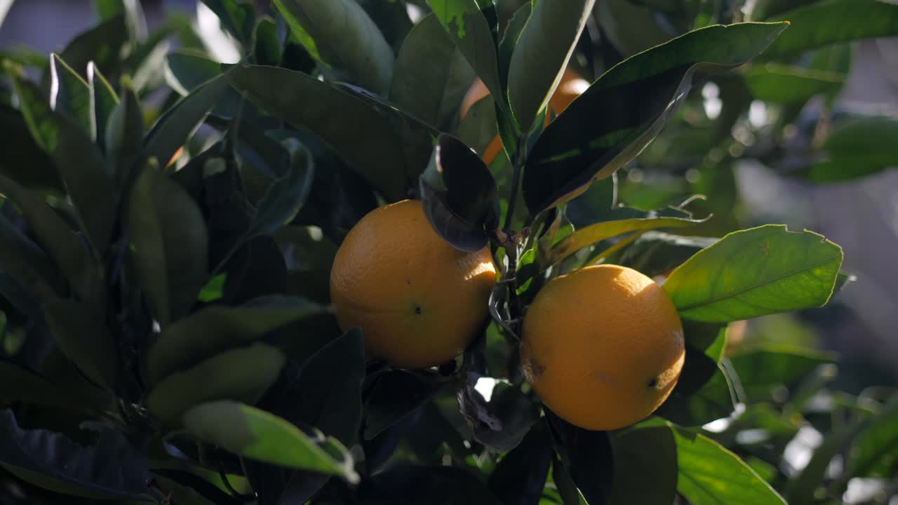 PRIMO PIANO, arancia matura che cresce su un ramo d'albero