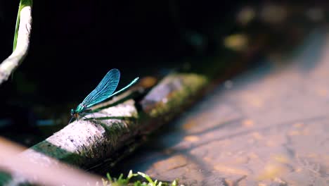 close up of a blue dragonfly perched on reed, ebony jewelwing flying away in slowmotion