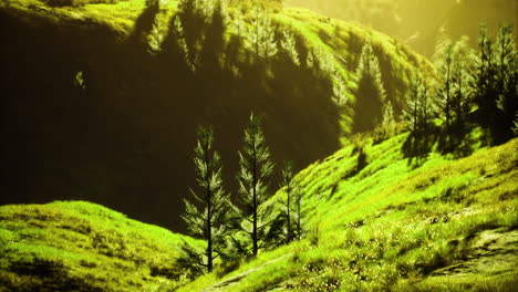 lush green hills with shadows cast by trees in a serene landscape at sunset