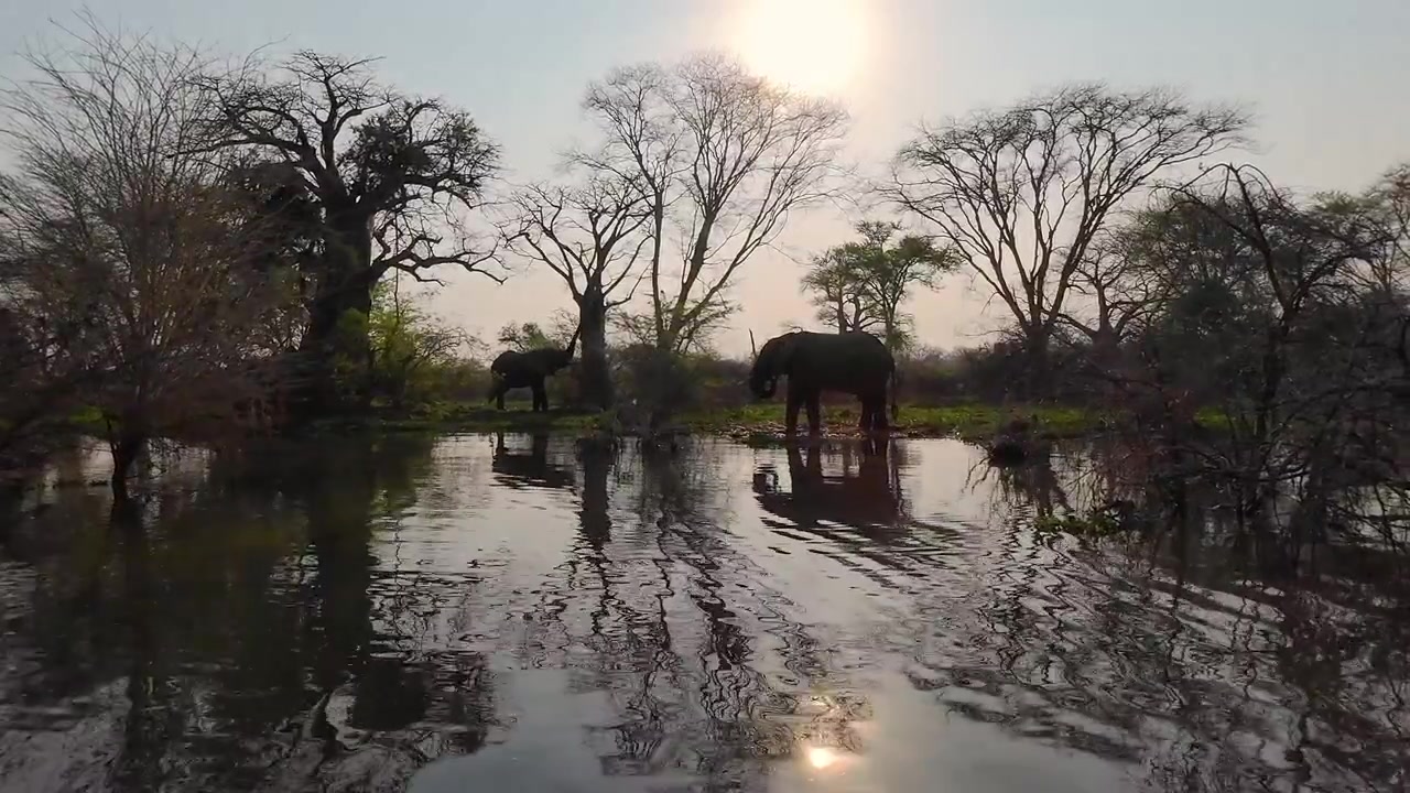 Elefantensilhouetten grasen bei Sonnenuntergang entlang des Shire-Flusses im Liwonde-Nationalpark