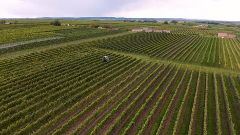 Lange-Drohnenaufnahme-Eines-Mechanischen-Traubenernters,-Der-Trauben-Im-Weinberg-Erntet