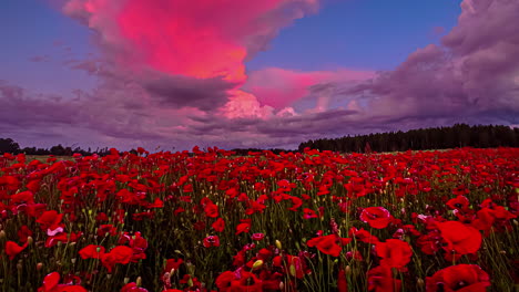 hermoso macizo de flores de amapola roja y nubes moradas en el cielo después de la puesta del sol en la naturaleza - buenas vibraciones y humor al aire libre durante el atardecer