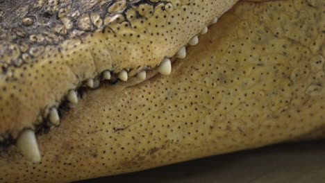 American-Alligator---extreme-close-up-on-teeth