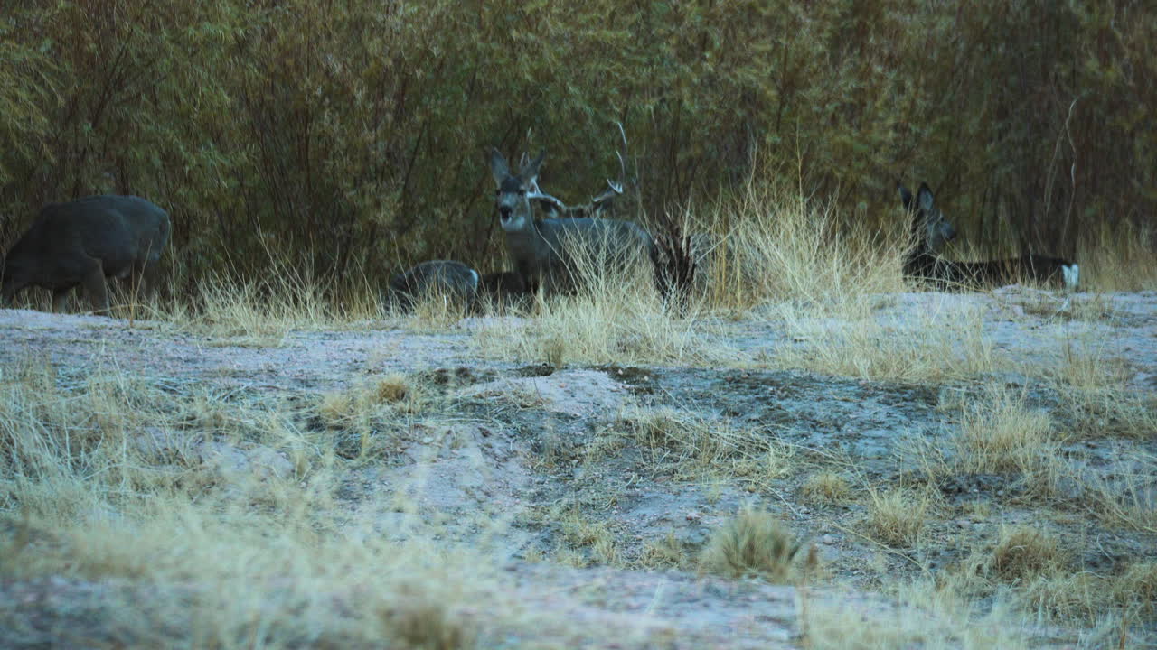 캘리포니아 주 비숍의 쾌적한 계곡에서 마운드를 바라보는 사슴 떼의 전망