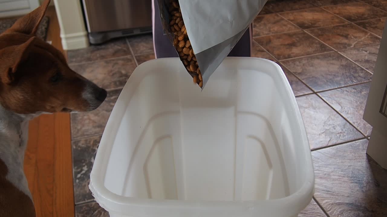 perro basenji rojo y blanco robando algo de comida