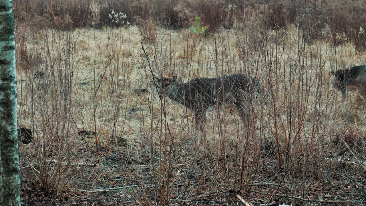ciervo macho con cuerno roto buscando comida y comiendo en el desierto real