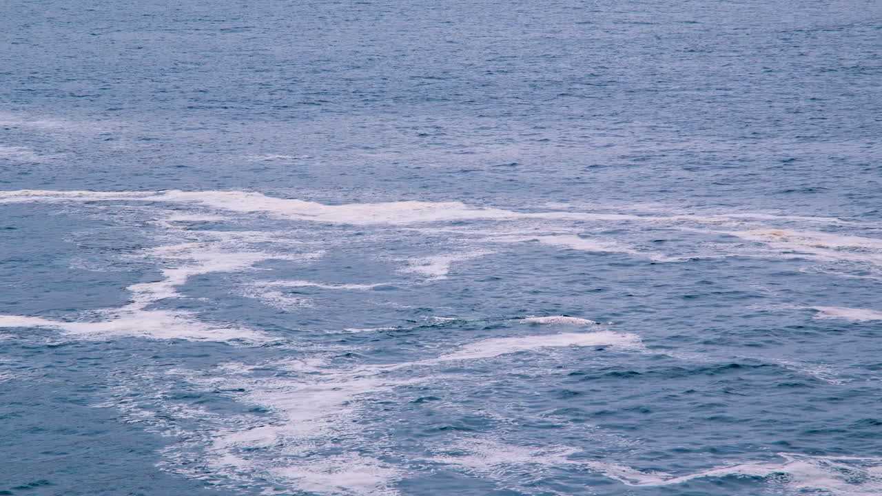 Southern Right brindle whale calf spouts at sea surface and dives down, Hermanus