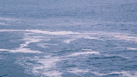 southern right brindle whale calf spouts at sea surface and dives down, hermanus