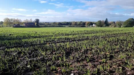 Frische-Neue-Wachstumspflanzen-Wachsen-Auf-Der-Saisonalen-Landwirtschaftlichen-Herbstwiese-Im-Ländlichen-England