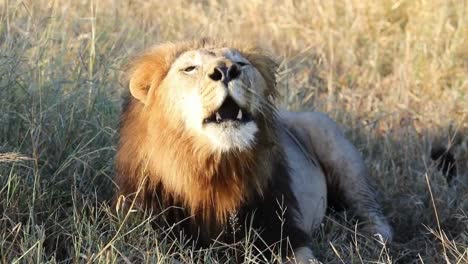 A-male-lion-in-a-relaxed-sitting-position-making-continuous-little-moans-and-huffings,-Portrait-shot