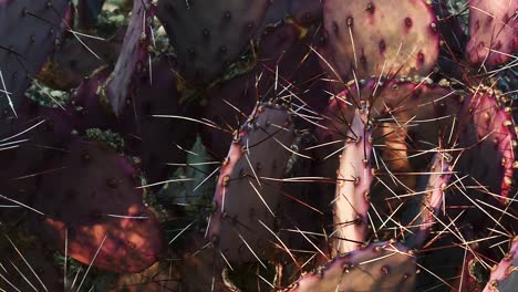 primer plano del cactus de pera espinosa en el parque nacional big bend en texas, estados unidos