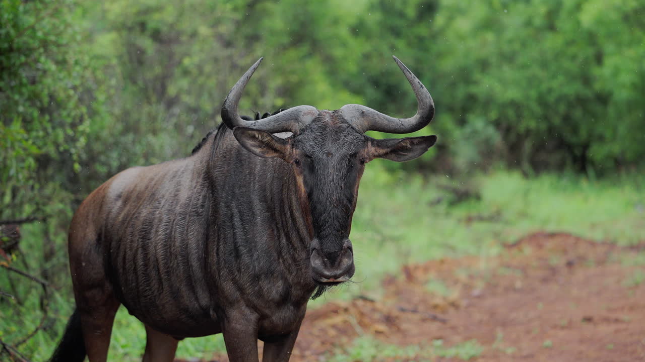 Gnu i en regnfull afrikansk savanne