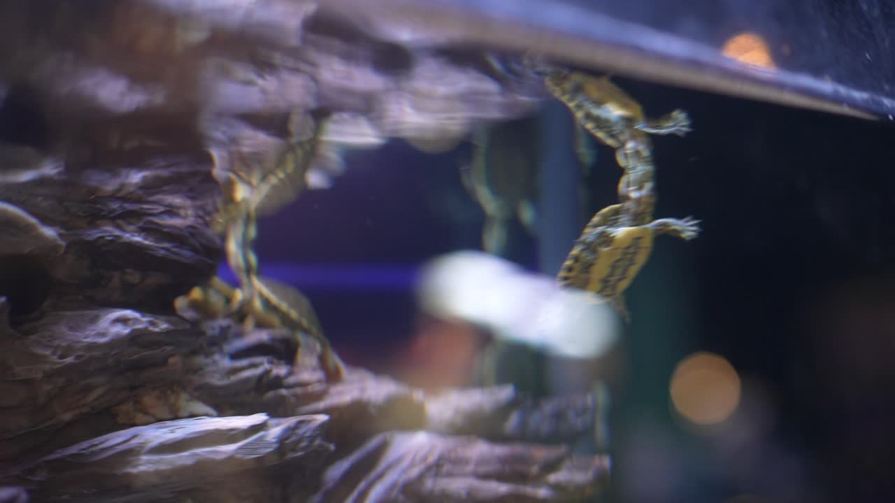 수족관 에 있는 거북이 들