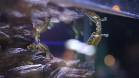 las tortugas en un acuario