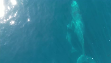 following baby and mother humpback whales swimming together