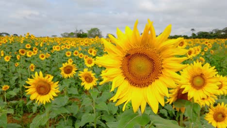 field of sunflowers, bee pollinating, vivid nature, strong colors