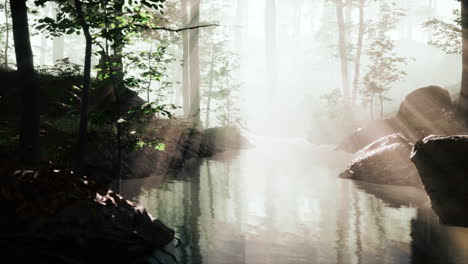 pond-swamp-with-unique-atmosphere-and-fog-beneath-the-trees