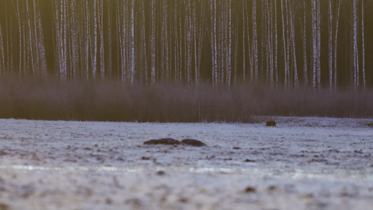 jabalí corriendo al atardecer temprano en la mañana